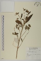 登錄號:S136881藏品圖，第1張
