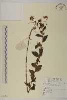 登錄號:S136882藏品圖，第1張