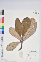 登錄號:S136892藏品圖，第1張