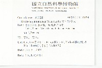 雲南紅景天藏品圖，第2張