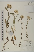 登錄號:S136896藏品圖，第1張