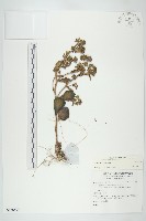 登錄號:S136897藏品圖，第1張