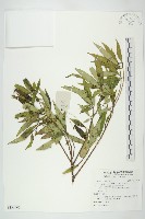 青莢葉藏品圖，第1張