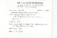 青莢葉藏品圖，第2張