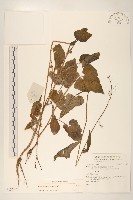 登錄號:S136925藏品圖，第1張