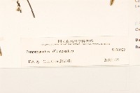 登錄號:S136925藏品圖，第3張