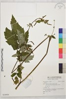 登錄號:S136926藏品圖，第1張