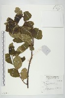 登錄號:S136929藏品圖，第1張