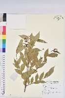 登錄號:S136936藏品圖，第1張