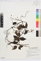 登錄號:S136948藏品圖，第1張