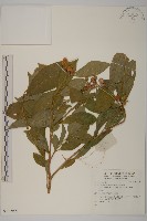 登錄號:S136955藏品圖，第1張