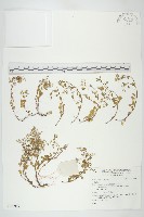登錄號:S136957藏品圖，第1張