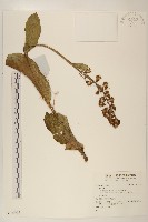 登錄號:S136965藏品圖，第1張