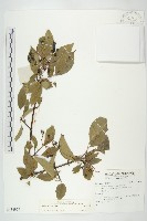 登錄號:S136977藏品圖，第1張