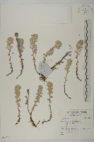 登錄號:S136981藏品圖，第1張