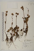 登錄號:S136986藏品圖，第1張