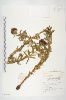 登錄號:S136989藏品圖，第1張