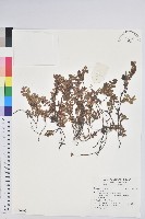 登錄號:S136992藏品圖，第1張