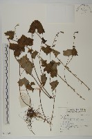 登錄號:S136993藏品圖，第1張