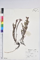 登錄號:S137002藏品圖，第1張