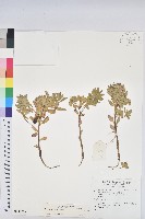 登錄號:S137003藏品圖，第1張