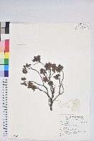 登錄號:S137005藏品圖，第1張