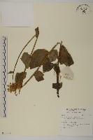 登錄號:S137014藏品圖，第1張