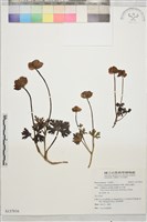 雲南金蓮花藏品圖，第1張