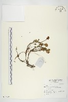 登錄號:S137022藏品圖，第1張