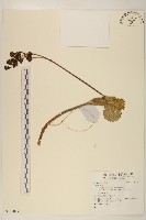 登錄號:S137024藏品圖，第1張