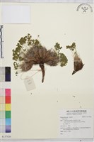 登錄號:S137026藏品圖，第1張