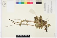 登錄號:S137029藏品圖，第1張