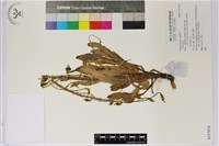 登錄號:S137034藏品圖，第1張