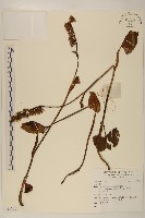 登錄號:S137061藏品圖，第1張