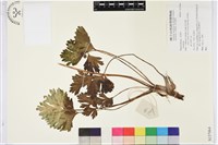 登錄號:S137064藏品圖，第1張