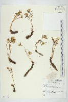 登錄號:S137066藏品圖，第1張