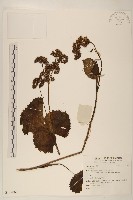 登錄號:S137069藏品圖，第1張