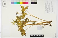 登錄號:S137072藏品圖，第1張