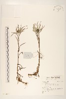 登錄號:S137076藏品圖，第1張