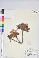 登錄號:S137080藏品圖，第1張