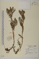 登錄號:S137082藏品圖，第1張