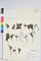 登錄號:S137084藏品圖，第1張