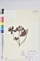血紅杜鵑藏品圖，第1張