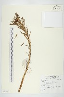 登錄號:S137090藏品圖，第1張