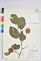 登錄號:S137109藏品圖，第1張