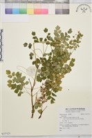 登錄號:S137123藏品圖，第1張