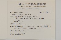 灰薊藏品圖，第2張