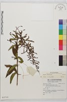 登錄號:S137141藏品圖，第1張