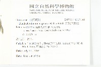 頭狀四照花藏品圖，第2張