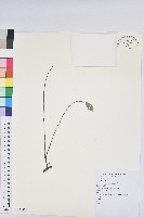 登錄號:S137172藏品圖，第1張